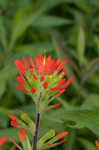 Scarlet Indian paintbrush